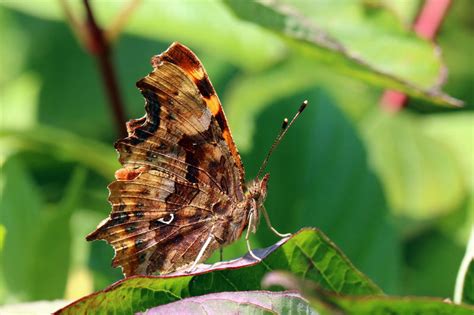 Schmetterling des Jahres - Bayern summt!