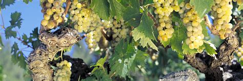 Samos Island wines - Greece