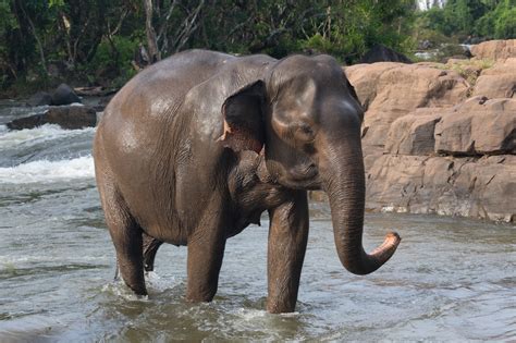 June 28 — Mark Shand, Asian Elephant Conservationist, Born (1951 ...