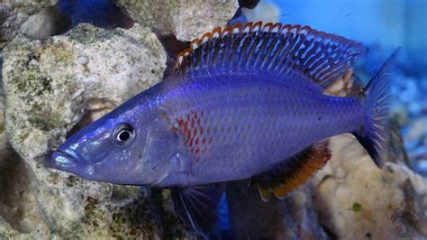 a blue and red fish in an aquarium with corals on the bottom half of it