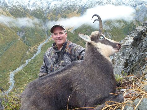 Hunt Alpine Chamois - Chamois Hunting Safaries in New Zealand - Buck Hunt High Country