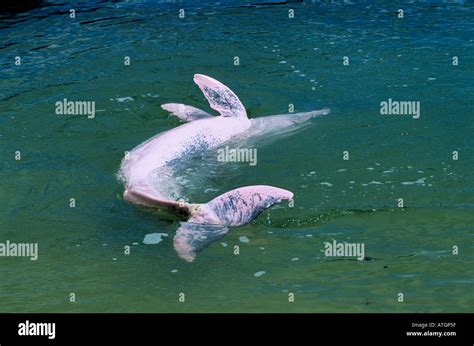 Indo Pacific humpback dolphin, pink phase, (Sousa chinensis) Captive; Sentosa, Singapore Stock ...