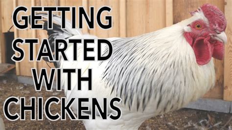 Beginners Guide to Raising Chickens - YouTube