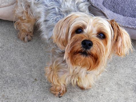 Yorkie Puppy Free Stock Photo - Public Domain Pictures