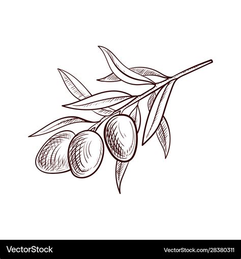 Drawing olive branch Royalty Free Vector Image