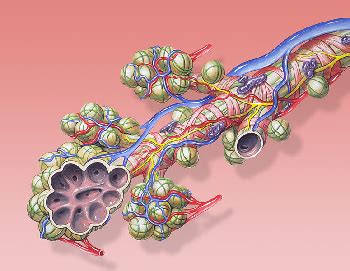 Bronchial Tubes: Definition, Function & Location | Study.com