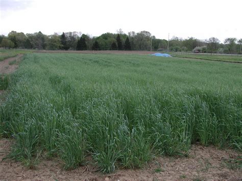 IowaVegetables: Winter rye: a versatile cover crop