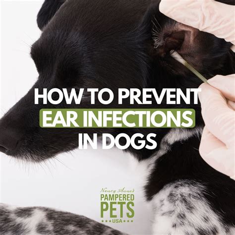 How to prevent ear infections in dogs - Pampered Pets USA