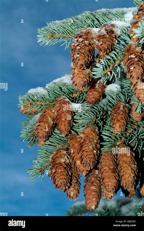 Fir cones on a pine tree Stock Photo - Alamy