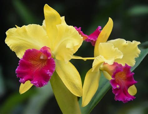 10 Easy-to-Grow Orchid Types for Your Indoor Garden