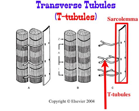 Sarcoplasmic reticulum and T-Tubules