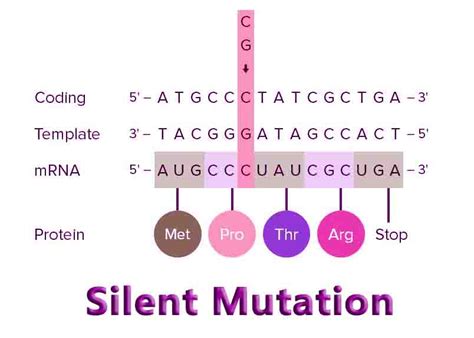 Silent Mutation - Knowledge Xcelerator