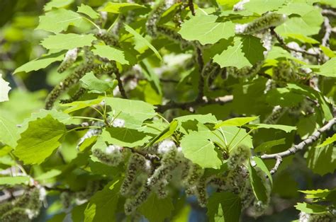 Aspen Seed Propagation: Learn How To Grow Aspens From Seed | Gardening Know How