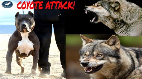 Pitbull fights coyote Pack! A huge pitbull attacks a group of coyotes (BGK Story Time)