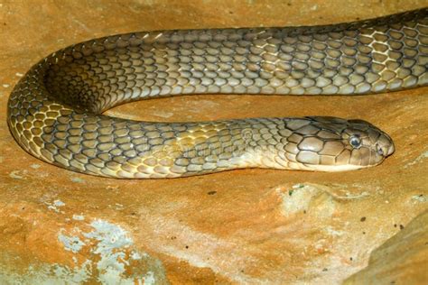 Close Up Big King Cobra Snake at Thailand Stock Image - Image of animal, coiled: 143922837