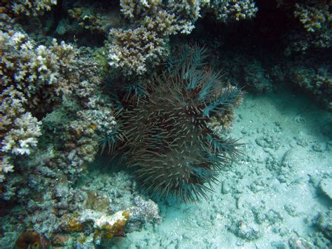 Free Stock image of Crown of Thorns starfish | ScienceStockPhotos.com