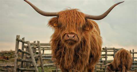 Highland Cows in Scotland - The Tartan Road