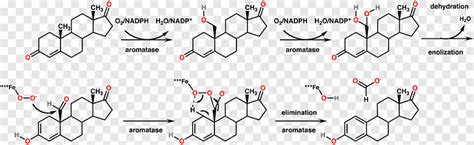 Aromatase trembolona molécula esteroide oxandrolona, ángulo, blanco png | PNGEgg