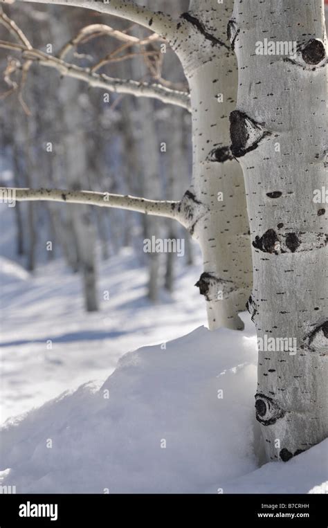 Aspen Trees In the snow Stock Photo - Alamy