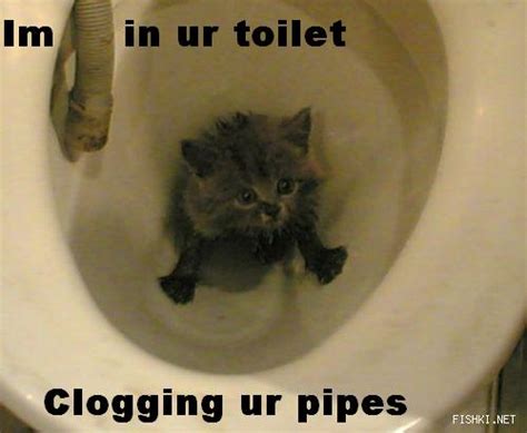 Im in ur toilet | Funny Cat Pictures