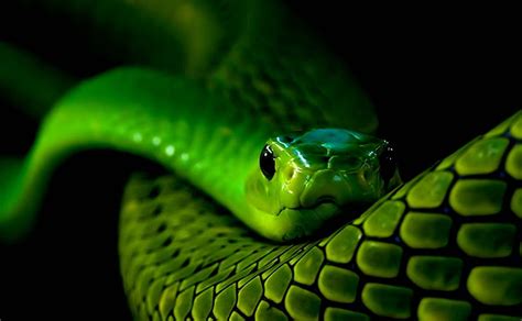 3840x2160px, 4K free download | Snake Eyes, green, scary, black, face ...