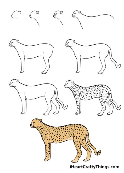 Cheetah Drawing - How To Draw A Cheetah Step By Step