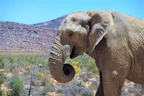 Wildlife Safari From Cape Town, South Africa at Aquila Reserve - GoMad ...