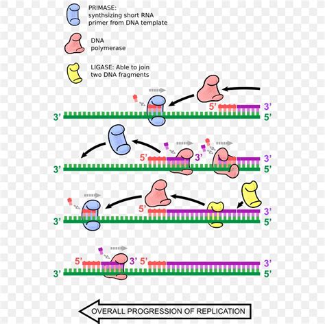 DNA Replication Primer Biology DNA Polymerase, PNG, 549x818px, Dna ...