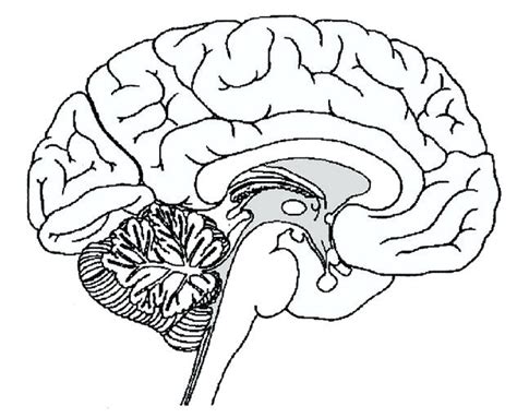 Drawing Of The Brain With Labels at PaintingValley.com | Explore collection of Drawing Of The ...