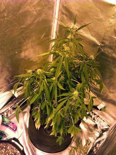 Effects of Under-Watering Cannabis Plants - 420 Grow Radar