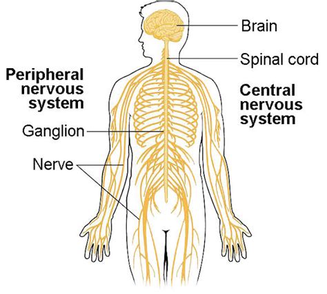 Peripheral nervous system - W3schools