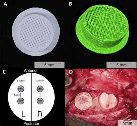 3D-printed bioactive ceramic scaffold composed of b-tricalcium ...