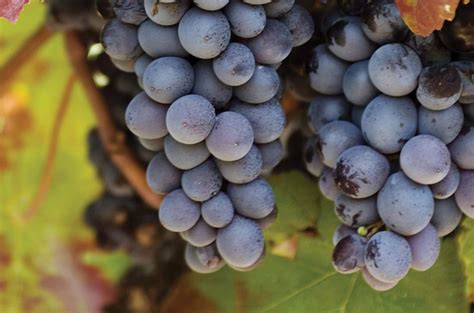 10 Spanish grapes to discover - Decanter