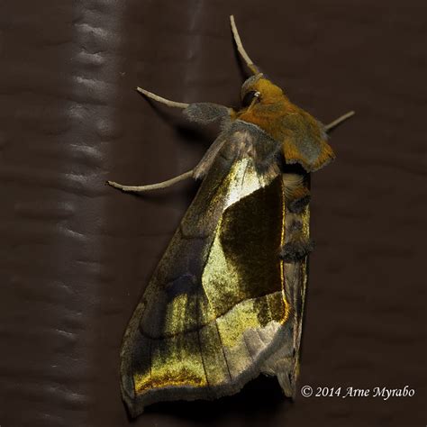 Family Noctuidae (Owlet Moths, Miller Moths) | Butterflies and Moths of ...