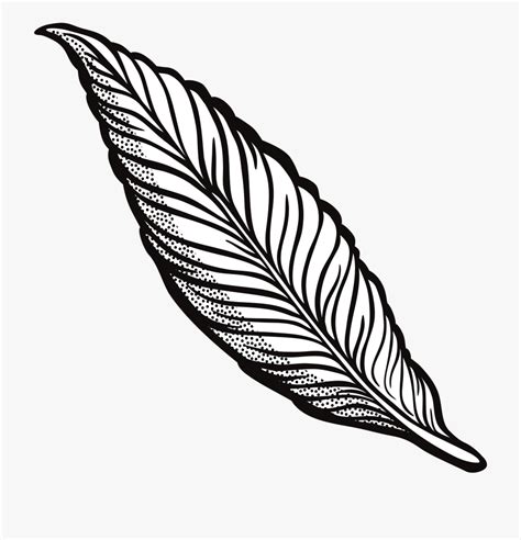 Download High Quality feather clipart black Transparent PNG Images - Art Prim clip arts 2019