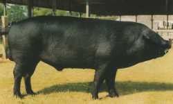 The Different Breeds of Swine - Large Black. Large Black Pig Breed. Large Black Gilts, Sows and ...