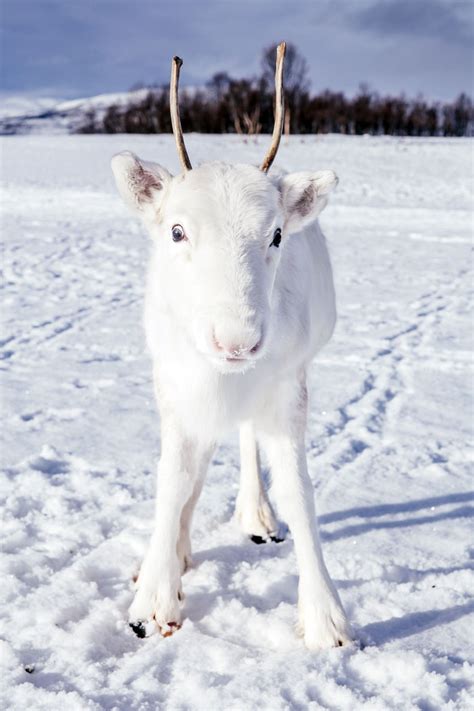 Photographer Captures Extremely Rare White Baby Reindeer While Hiking ...