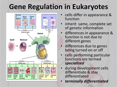 PPT - REGULATION of GENE EXPRESSION PowerPoint Presentation - ID:548011