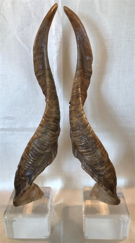 Pair of Vintage Taxidermy Markhor Goat Horns at 1stDibs