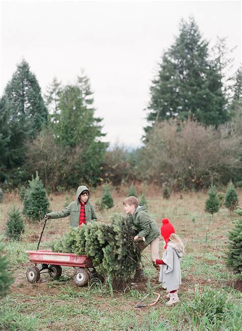 "Holiday Family Photo At Christmas Tree Farm 3" by Stocksy Contributor "Lexia Frank" - Stocksy