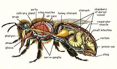 Apis Mellifera internal anatomy