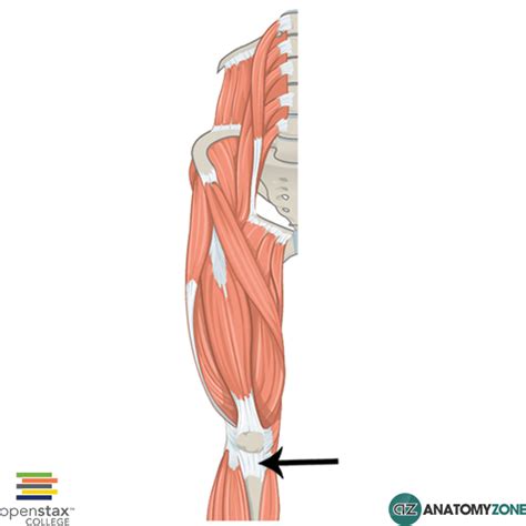 Patellar ligament - AnatomyZone