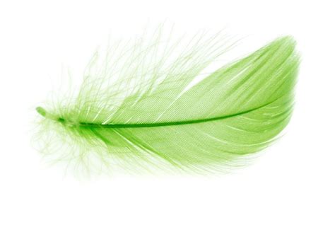 Feather Color Meanings: The Significance of Feathers and What They Symbolize - Color Meanings