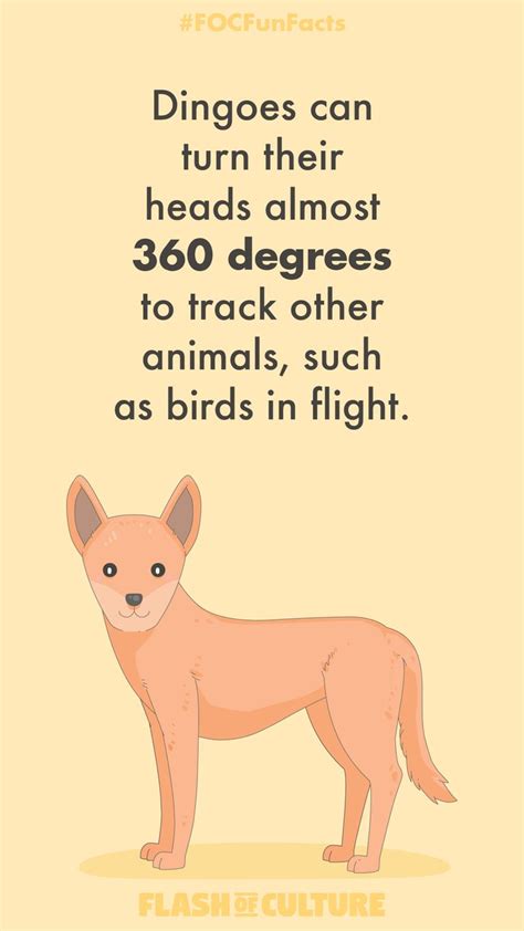 Can dingos rotate their heads? in 2020 | Australia fun facts, Fun facts, Facts