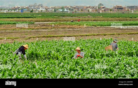 Peasants working in corn fields in Dali, Yunnan province, China Stock Photo - Alamy