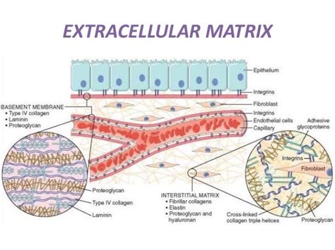 Extracellular matrix n collagen