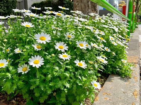 How to Plant Feverfew? (Complete Growing & Care Tips)