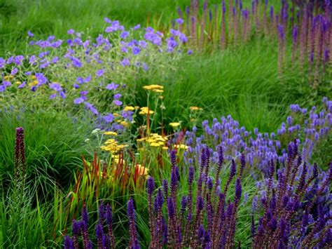 Plants For Prairie Gardens - Growing And Caring For Prairie Gardens