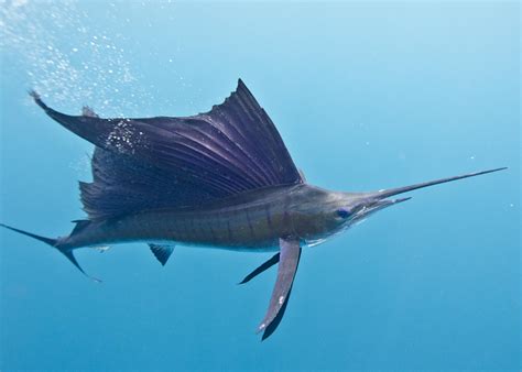 Sailfish | Mexico – Fish, Marine Life, Birds and Terrestrial Life