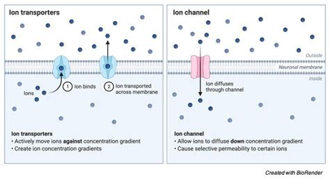 Carrier Proteins: Definition, Function, and Examples